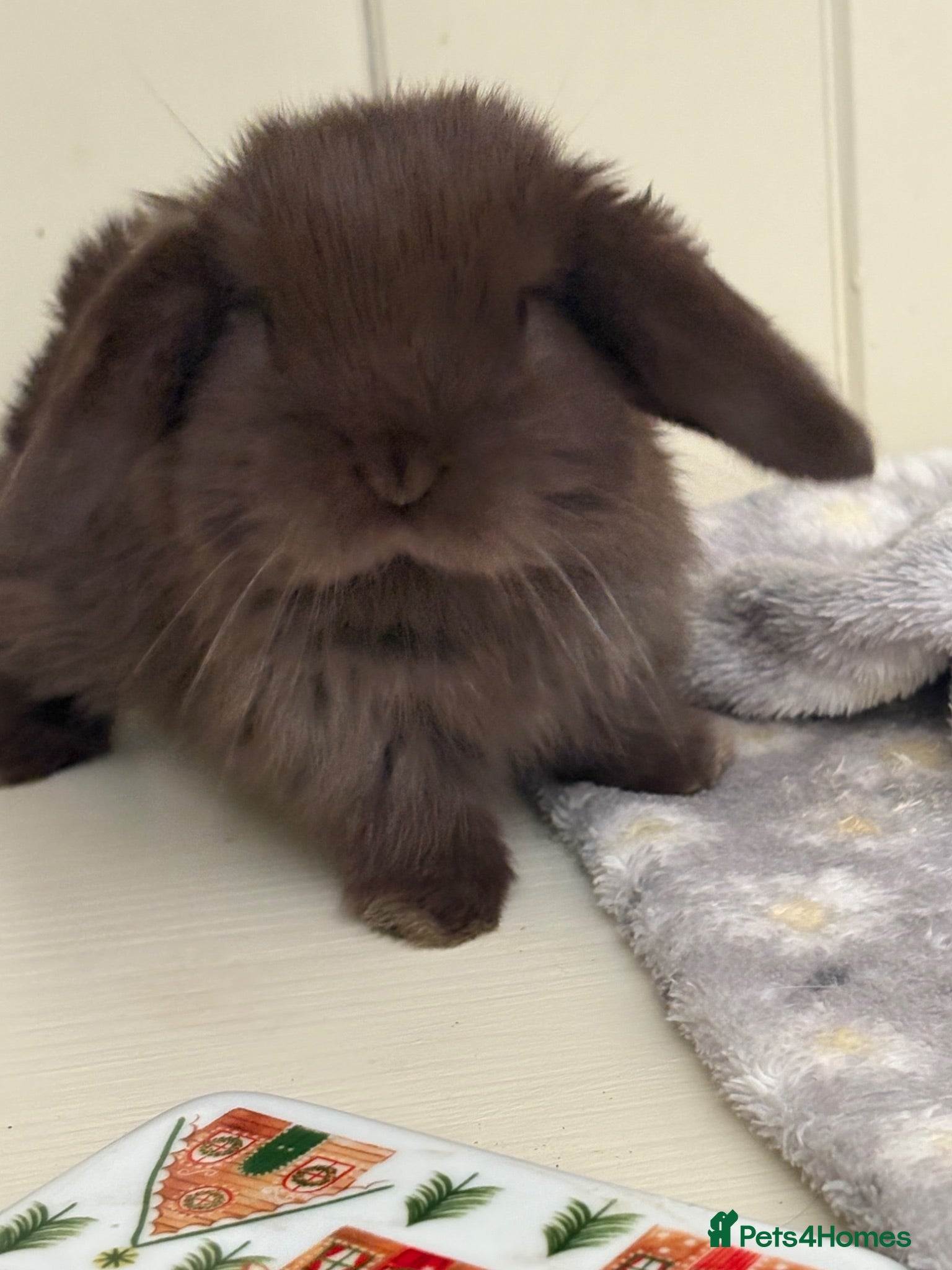Mini Lop rabbits Mini lops-raised indoors-vaccinated  - Advert 2