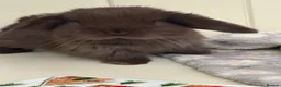 Mini Lop rabbits for sale: Mini lops-raised indoors-vaccinated  - Advert 4