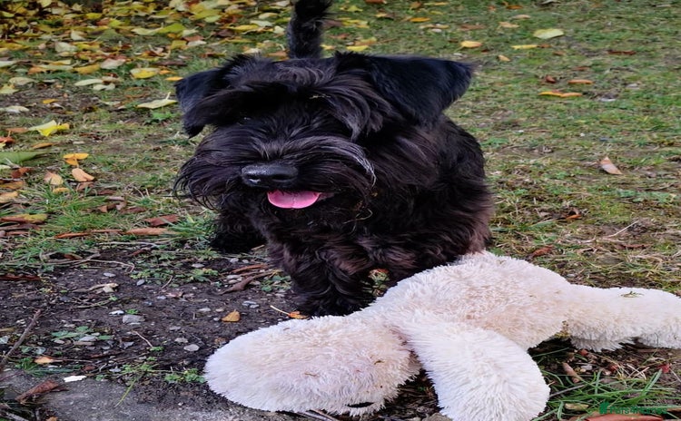 Miniature Schnauzer dogs - Advert 1