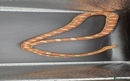 Corn Snake reptiles for sale: Baby cornsnakes for sale - Image 3