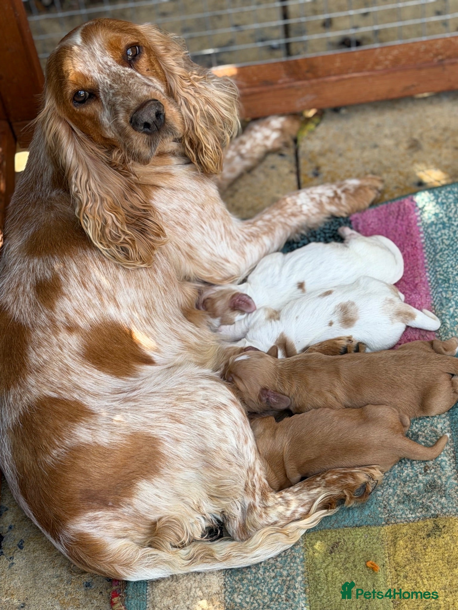 Cocker Spaniel dogs Cocker spaniel pups  - Advert 1