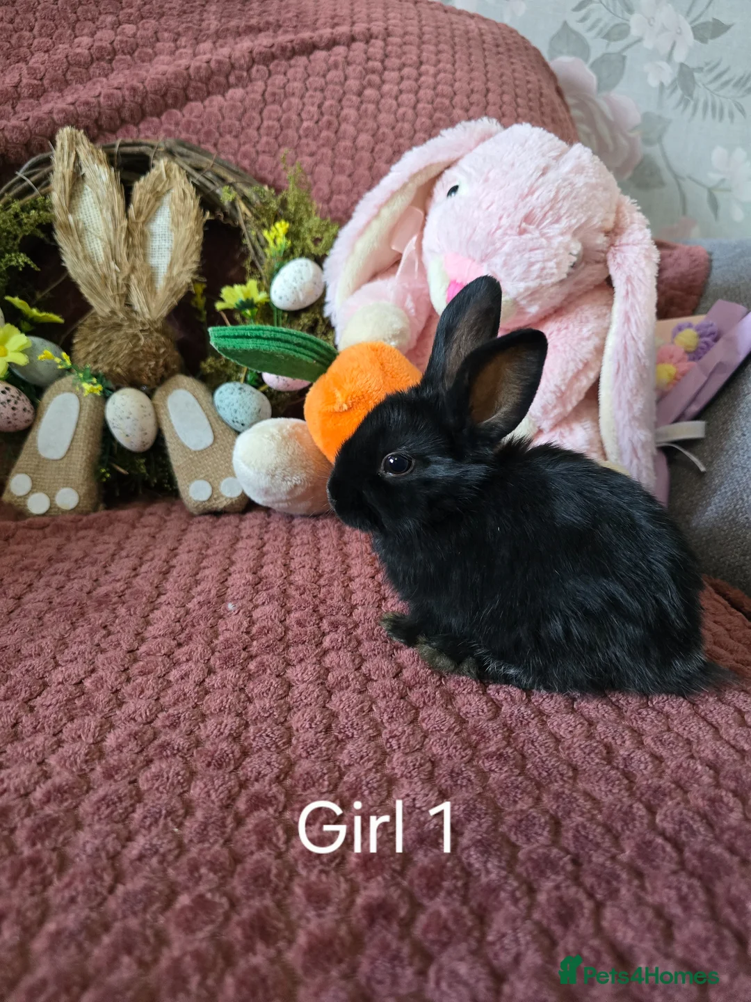 Mini Lop rabbits for sale: Beautiful rabbits for Sale - Advert 2