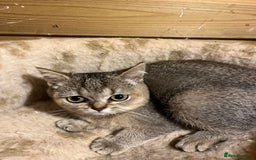British Shorthair cats for sale: A Gorgeous British shorthair kitten  - Image 4