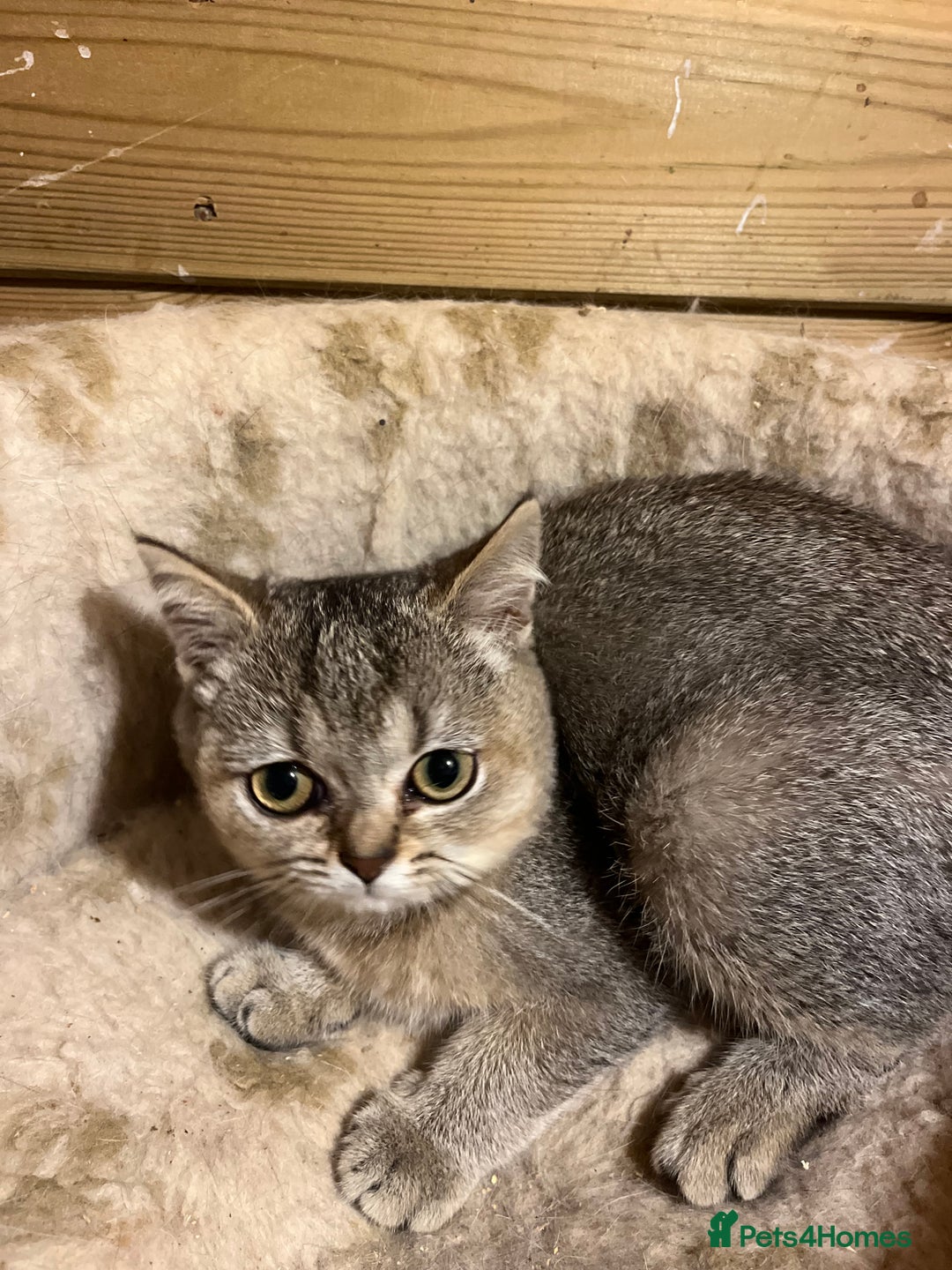 British Shorthair cats for sale: A Gorgeous British shorthair kitten  - Image 4
