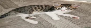Norwegian Forest Male cat