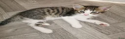 Norwegian Forest Cat cats for sale: For sale// Ready for collection - Advert 3
