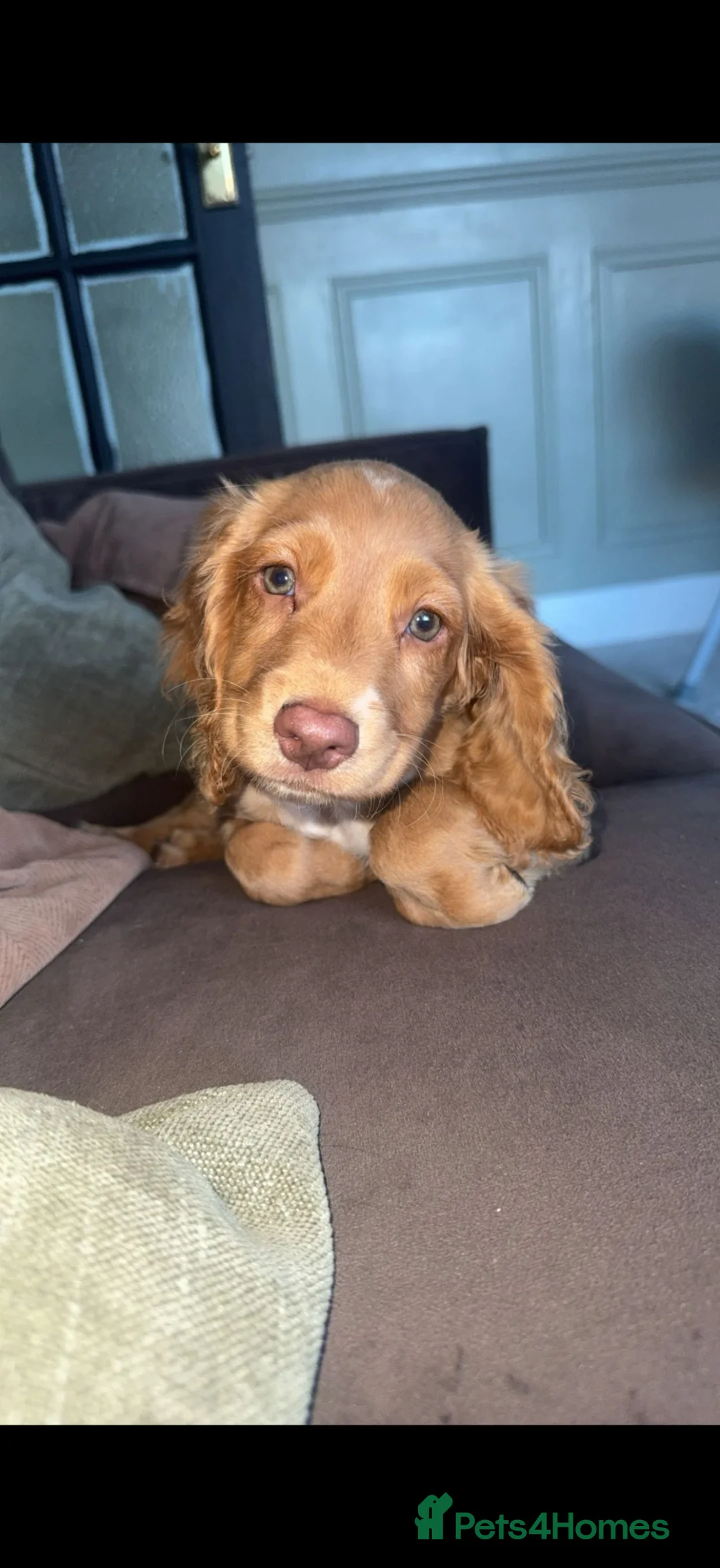 Cocker Spaniel dogs for sale: LAST BOY - Cocker spaniel  - Advert 1