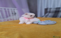 Pomeranian dogs for sale: Exellent quality mini ** pomeranian puppies  - Image 16