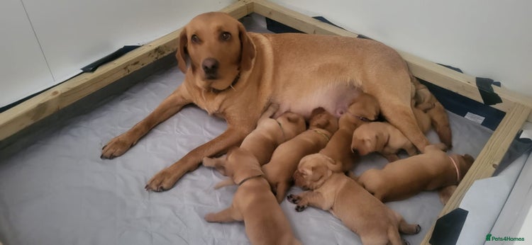 Labrador Retriever dogs - Advert 5