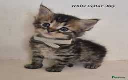 Maine Coon cats for sale: Maine Coon x siberian - Image 2