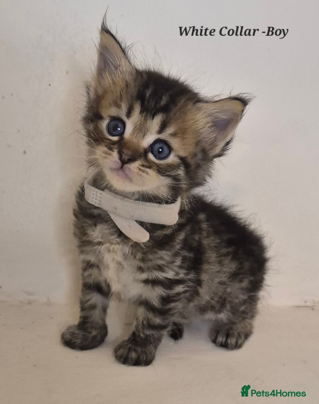Maine Coon cats for sale: Maine Coon x siberian - Image 2