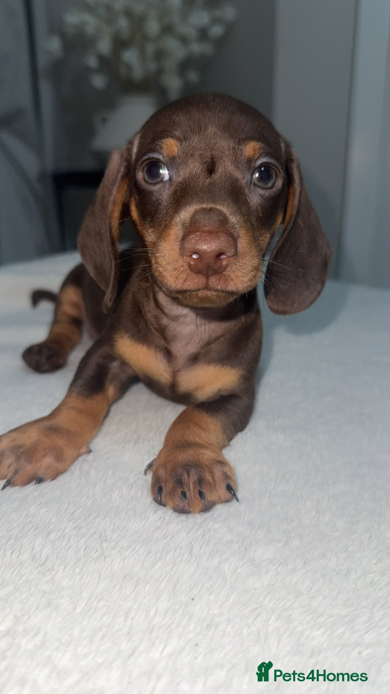 Dachshund dogs TRUE MINIATURE CHOCOLATE AND TAN DACHSHUNDS - Advert 9