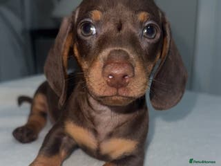 Dachshund dogs 2 TRUE MINIATURE CHOCOLATE AND TAN DACHSHUNDS - Advert 10