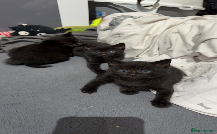 Mixed Breed cats - Advert 4