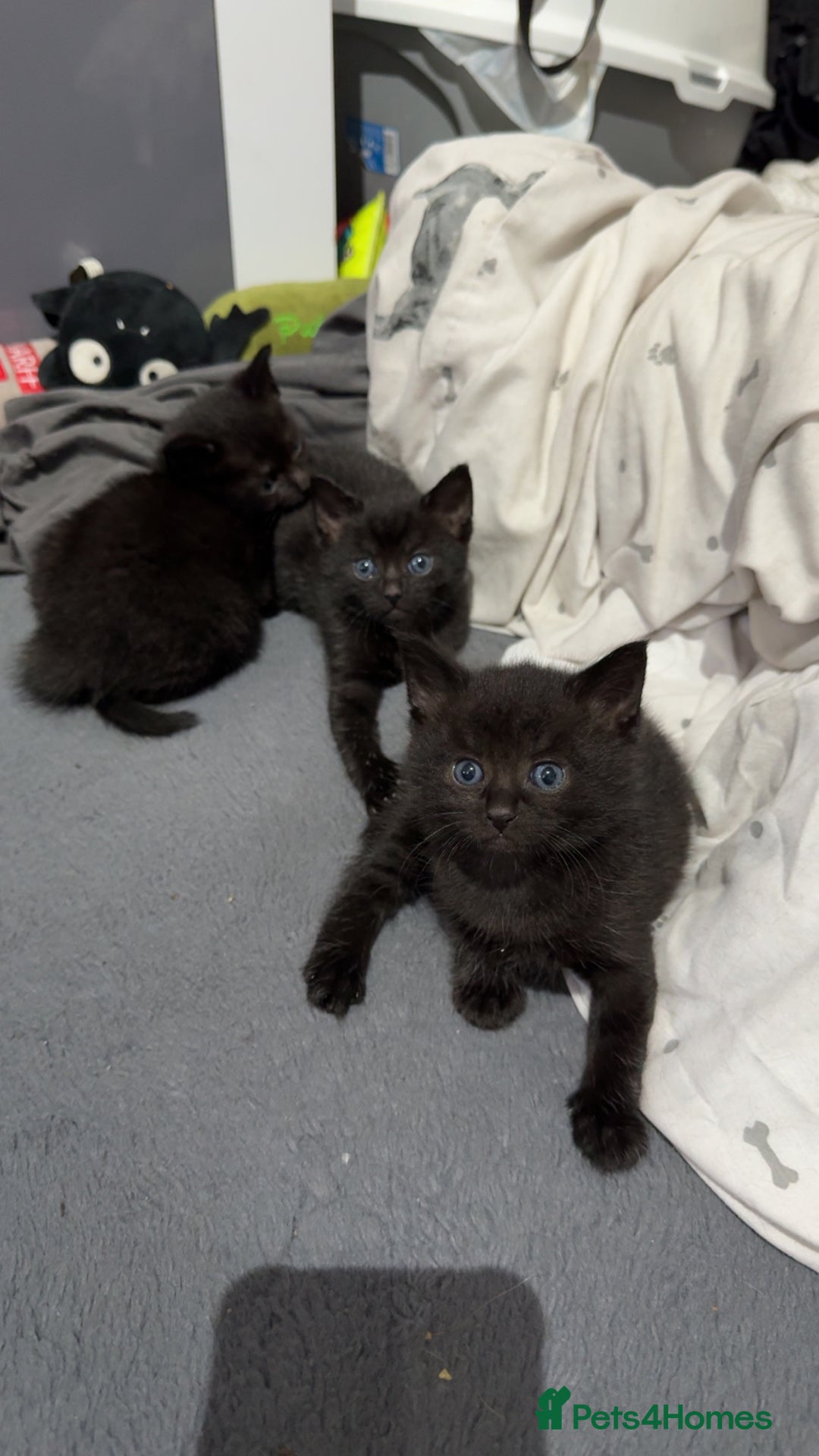 Mixed Breed cats for sale: 3 stunning mixed breed kittens - Image 1