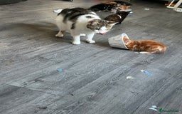 Mixed Breed cats for sale: Mixed kittens  - Image 1