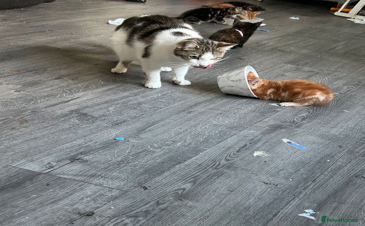 Mixed Breed cats - Advert 1