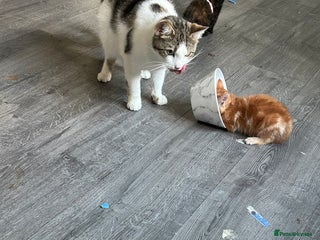 Mixed Breed cats - Advert 1