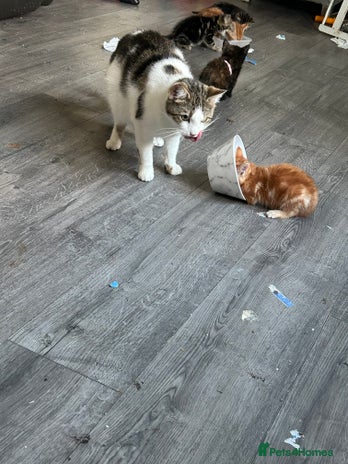 Mixed Breed cats - Advert 1