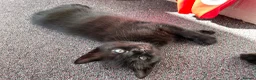 Mixed Breed cats for sale: 2 adorable kittens ❤️ in Great Yarmouth - Advert 16