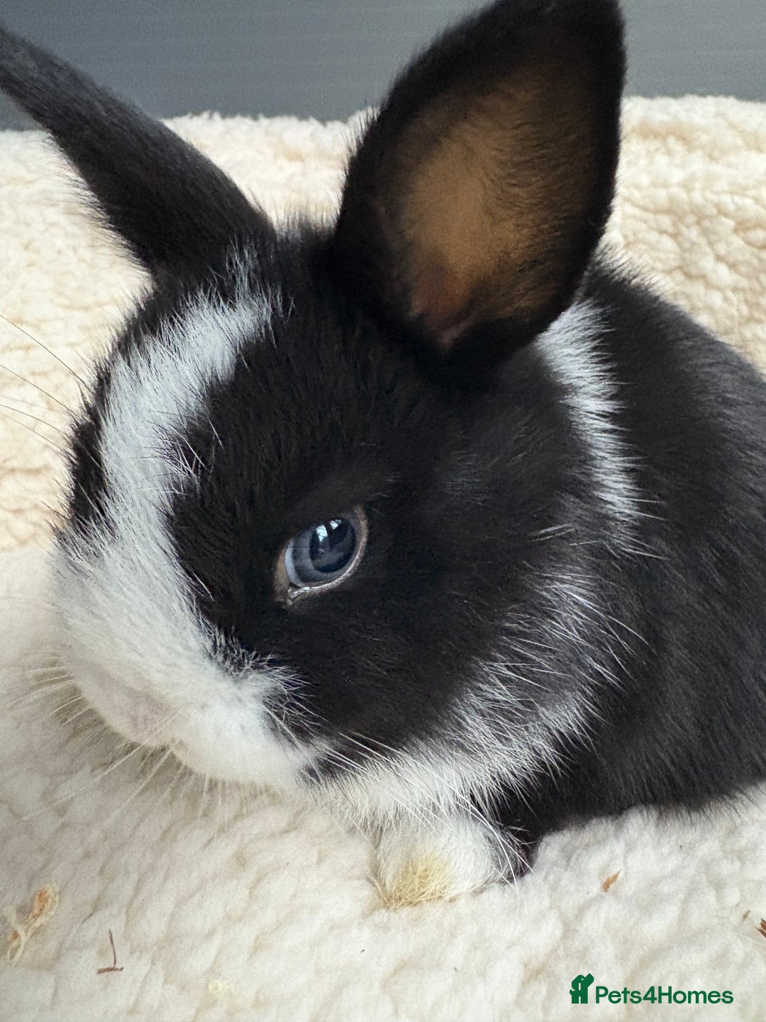 Blue Eyes Fluffy Dwarf Rabbit Fluffy White Bunny With Blue Eyes Blue Eyed  Bunny On Sale, image size:1080x1440