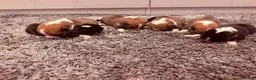 Welsh Corgi Pembroke dogs for sale: Kc pembroke corgi puppies - Advert 3