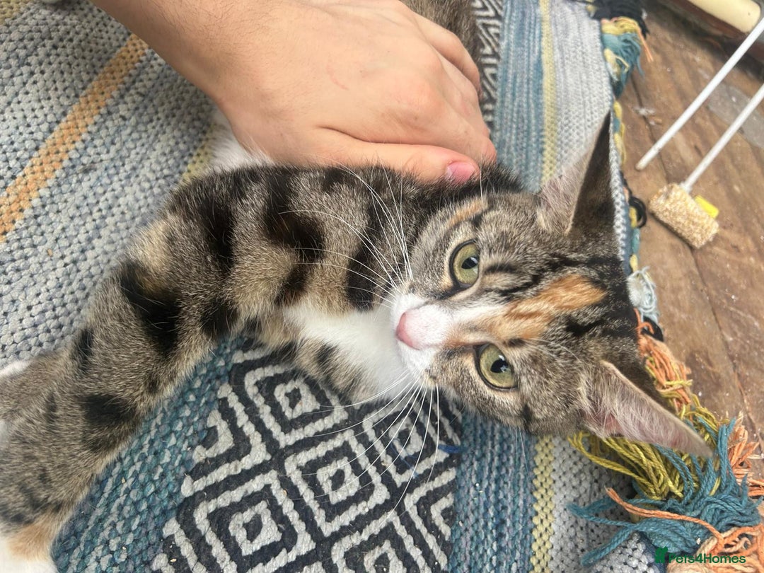 Asian cats for sale: Tabby/ginger kittens  - Image 5