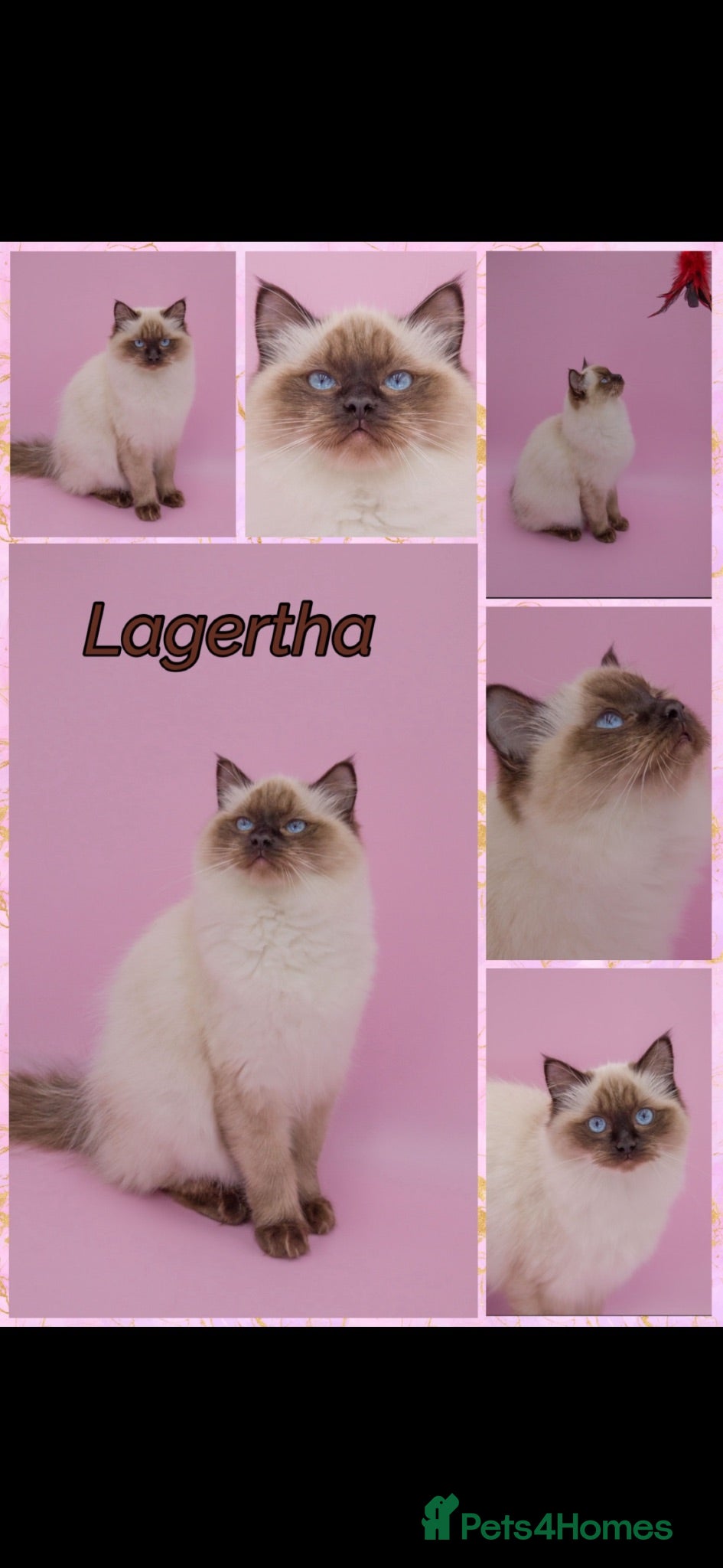 Ragdoll cats Gccf ragdoll female  - Advert 1