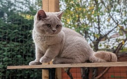 British Shorthair cats for sale: Gccf registered, Ready now - Image 1