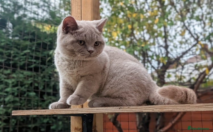 British Shorthair cats - Advert 10