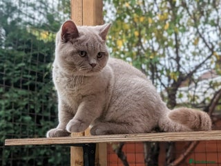 British Shorthair cats - Advert 18