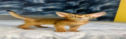 Abyssinian cats for sale: Gorgeous Abyssinian Kittens  Ready December 2025 - Advert 13