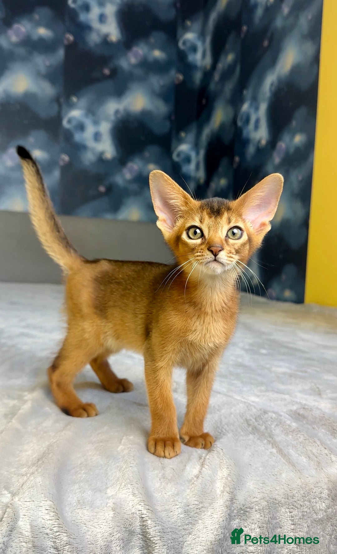 Abyssinian cats for sale: Gorgeous Abyssinian Kittens  Ready December 2025 - Advert 13