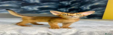 Abyssinian Kitten 2