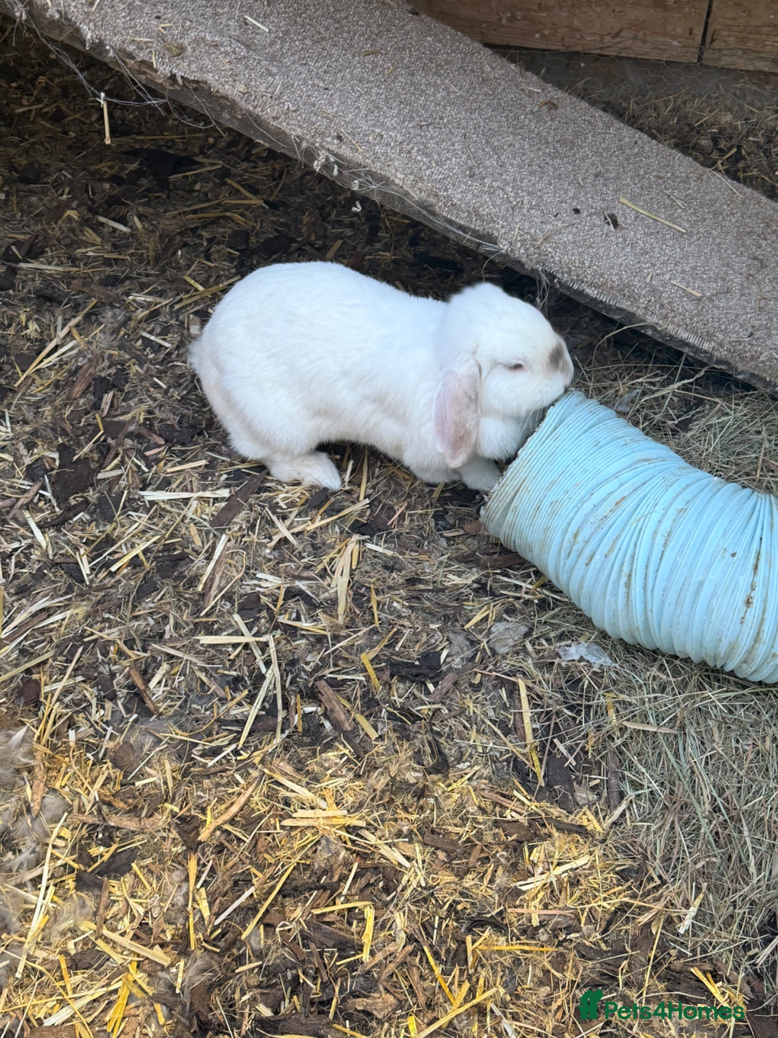 Mini Lop rabbits Female mini lop - Advert 1