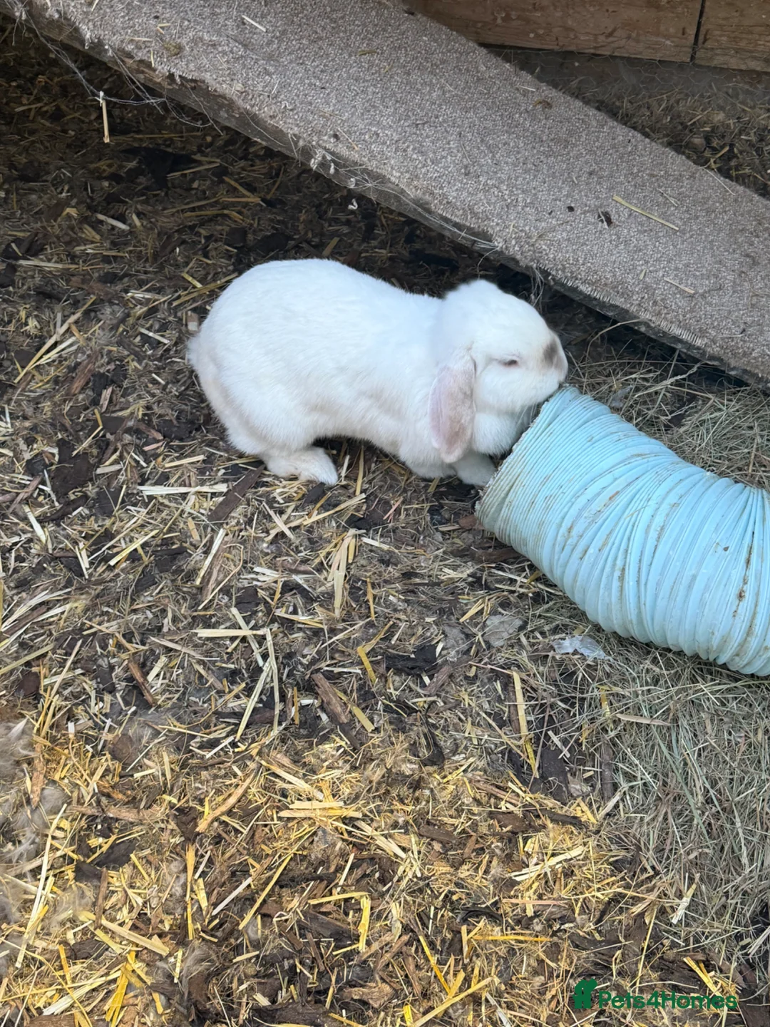 Mini Lop rabbits for sale: Female mini lop - Advert 1