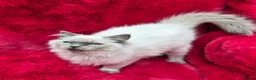 Ragdoll cats for sale: GCCF Registered Ragdoll Kittens  - Advert 12