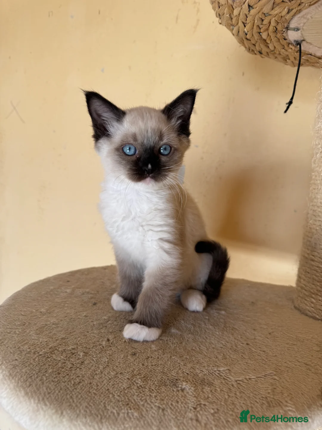 Ragdoll cats for sale: Mink carrying ragdoll  - Advert 2