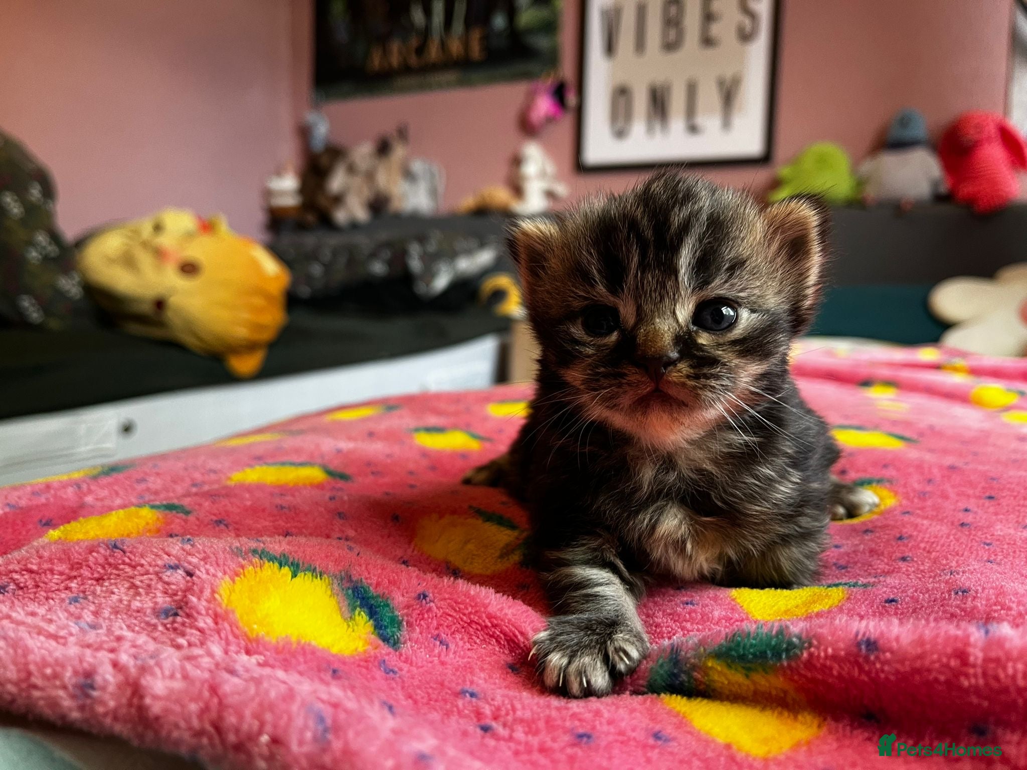 Mixed Breed cats British shorthair and Persian cross kittens - Advert 1