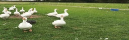 Geese poultry for sale: Large-strain Embden Geese-varying ages 2025 hatch - Advert 5