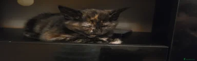 Tortie girl 1