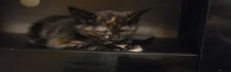 Mixed Breed cats for sale: Five Gorgeous Kittens Available! - Advert 28