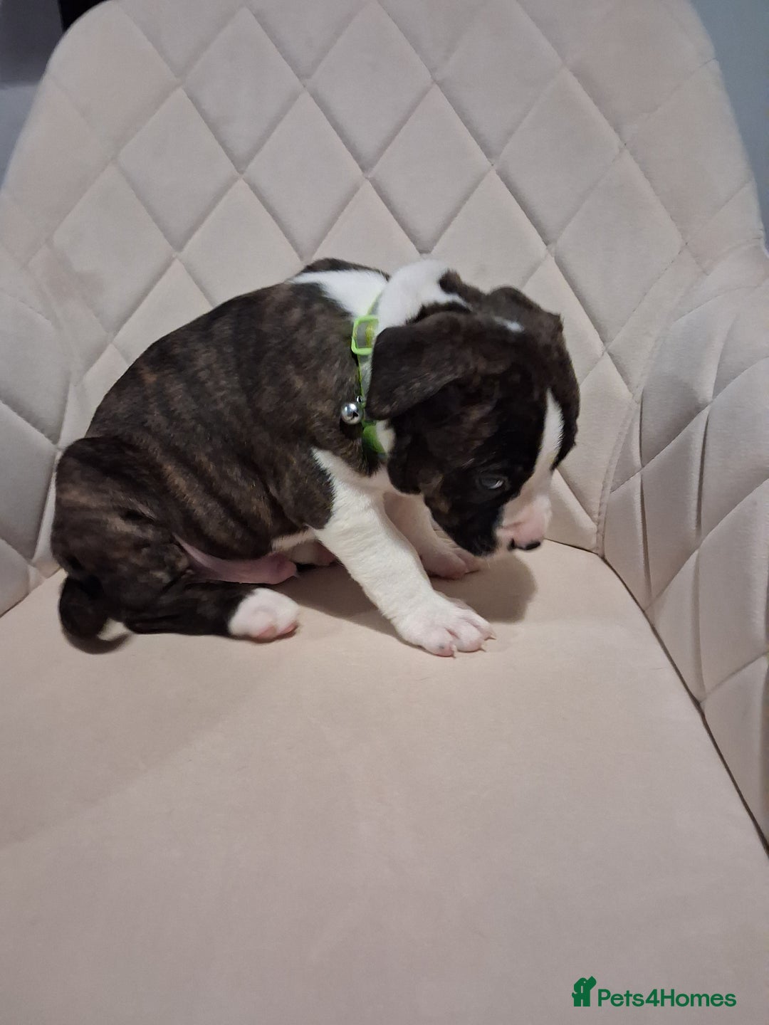 Mixed Breed dogs for sale: American bully Staffordshire bull terrier Puppies  - Advert 15