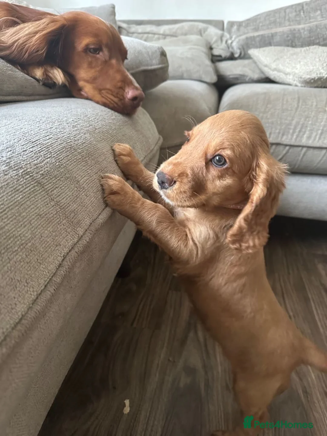 Cocker Spaniel dogs for sale: Adorable Cocker Spaniel Puppies Ready For Sale in Salford - Advert 2
