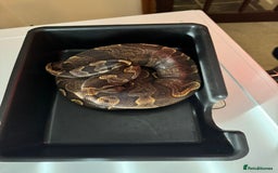 Python Snake reptiles for sale: 6 ball pythons & 8 vivariums for sale - Image 6