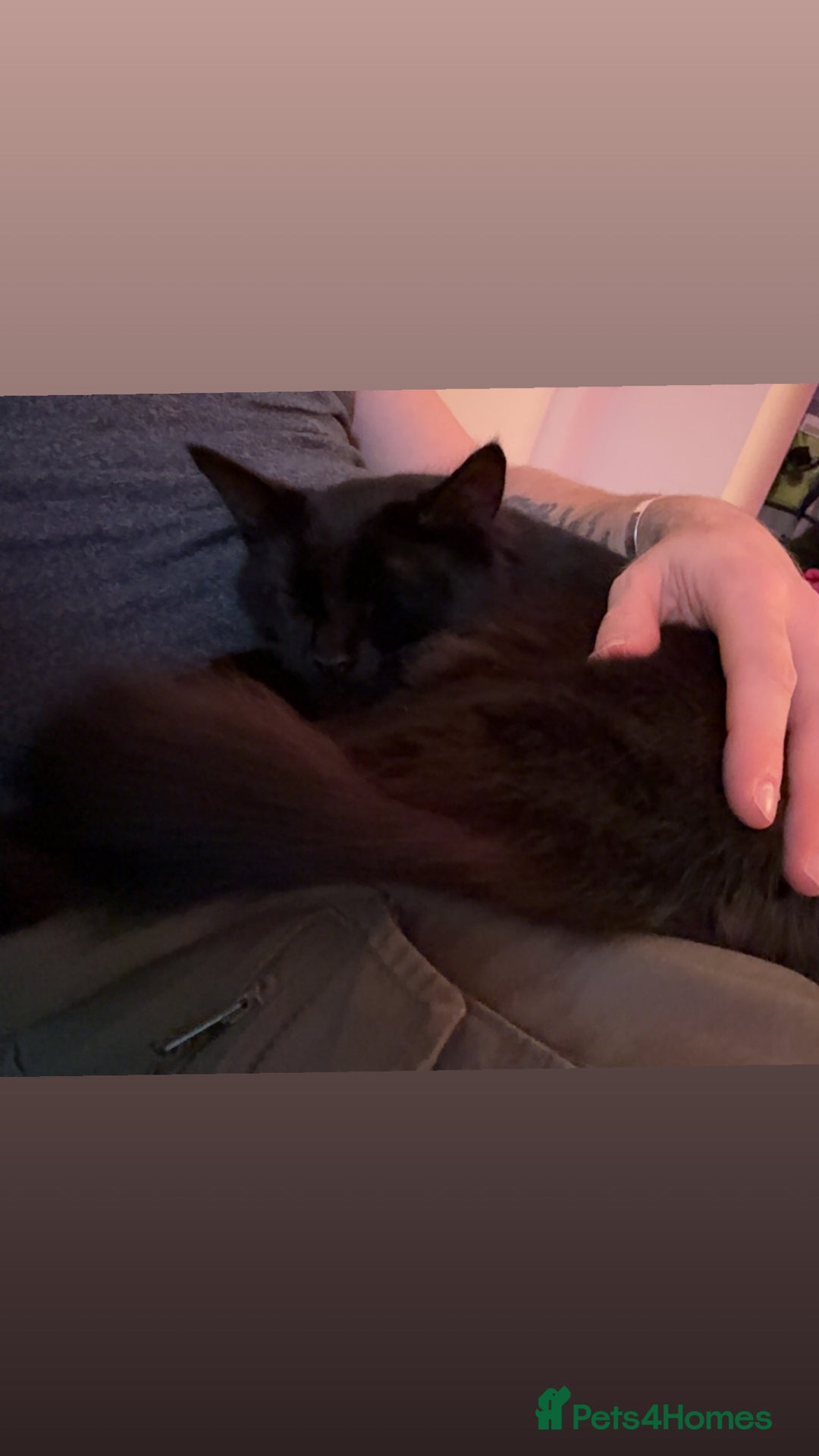 Mixed Breed cats for sale: 7 month old brother & sister looking for new home - Advert 27