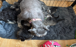 Miniature Schnauzer dogs for sale: Bundles of joy - Image 11