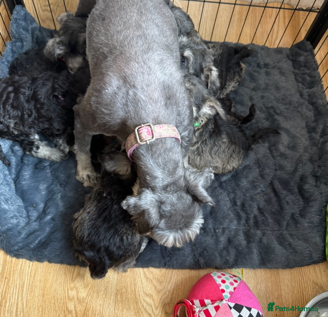 Miniature Schnauzer dogs for sale: Bundles of joy - Image 11