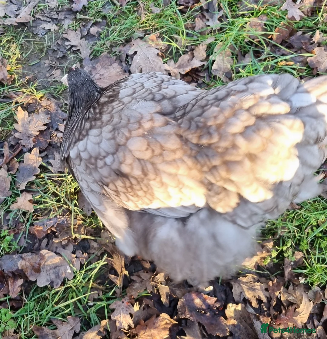 Chickens poultry for sale: Orpington English Rare Colour - Advert 8