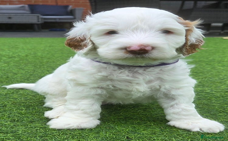 Australian Labradoodle dogs - Advert 1